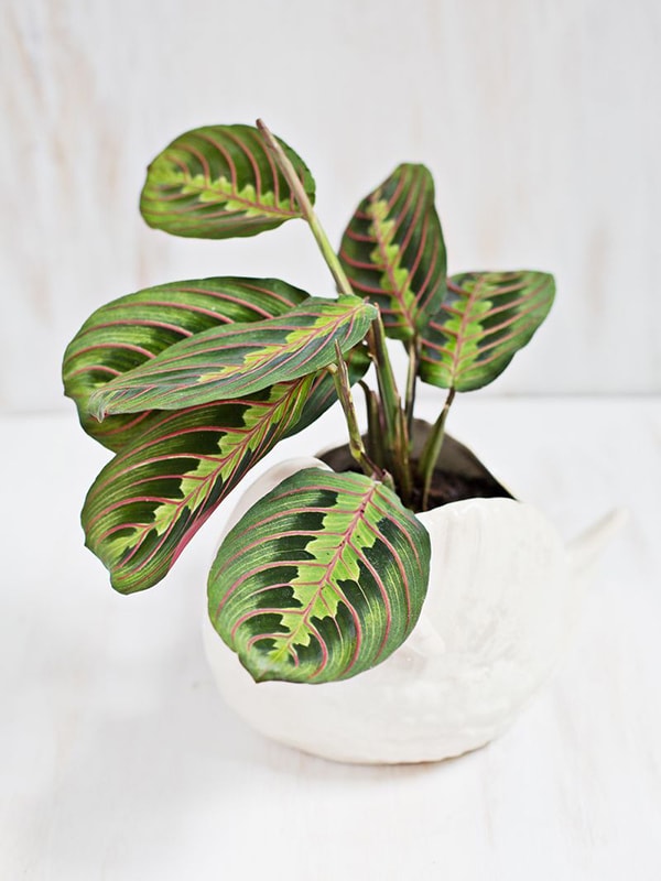 Prayer Plant